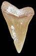 Colorful Fossil Mako Tooth - Morocco #44285-1
